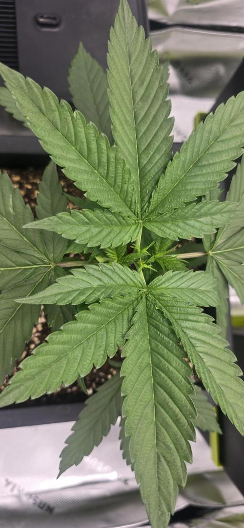 TropicanaCookies, LemonMuffin, TrueMints. Week 3
