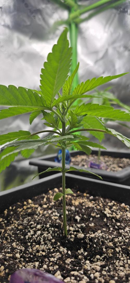 TropicanaCookies, LemonMuffin, TrueMints. Week 3