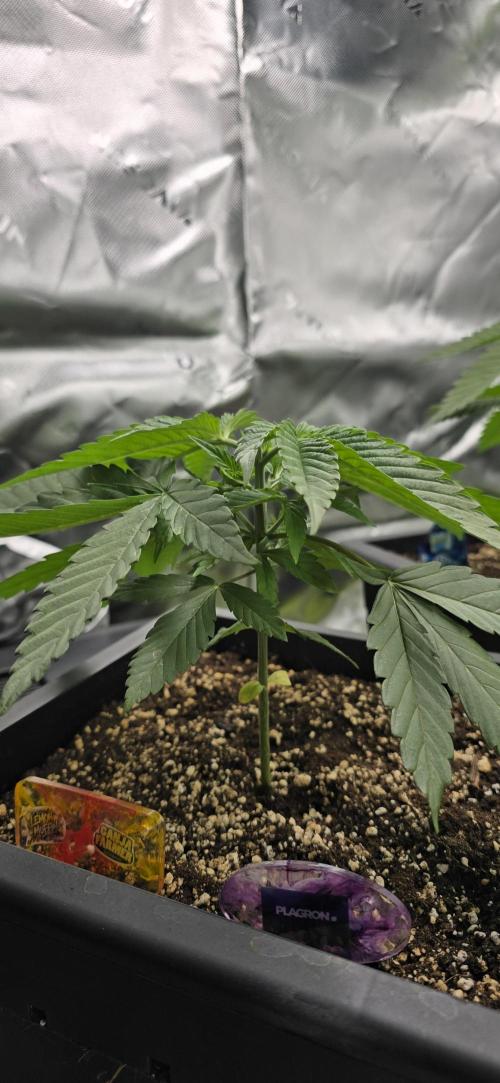 TropicanaCookies, LemonMuffin, TrueMints. Week 3
