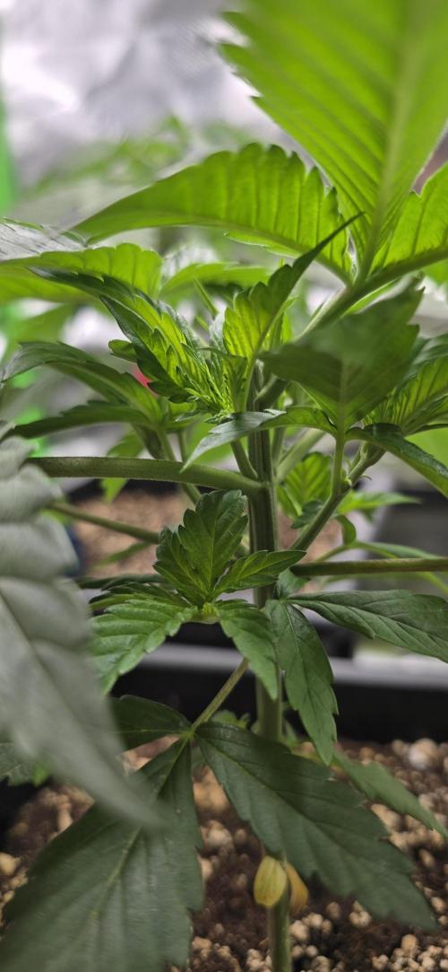 TropicanaCookies, LemonMuffin, TrueMints. Week 3