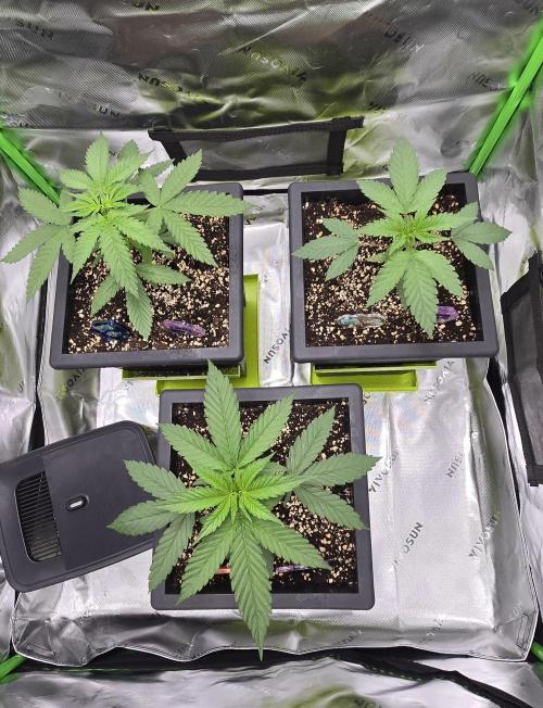 TropicanaCookies, LemonMuffin, TrueMints. Week 3