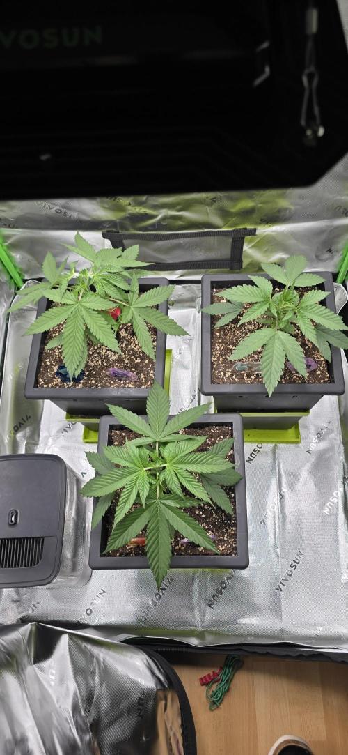 TropicanaCookies, LemonMuffin, TrueMints. Week 3