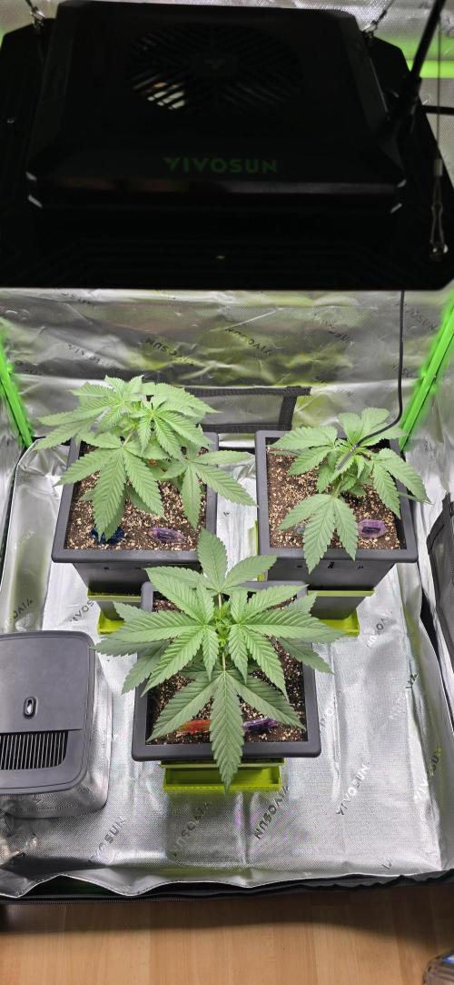 TropicanaCookies, LemonMuffin, TrueMints. Week 3