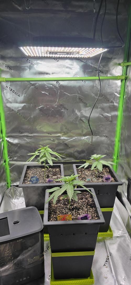 TropicanaCookies, LemonMuffin, TrueMints. Week 3