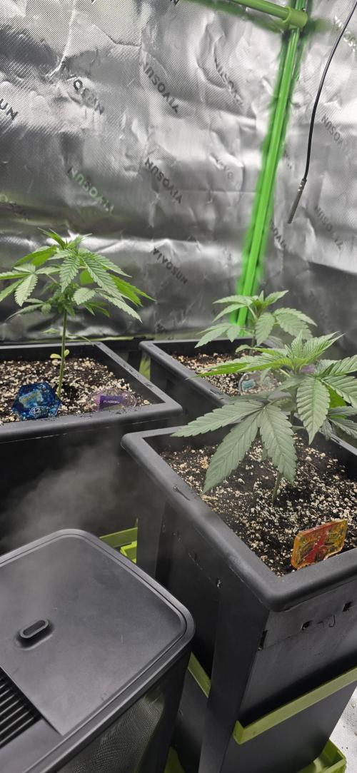 TropicanaCookies, LemonMuffin, TrueMints. Week 3