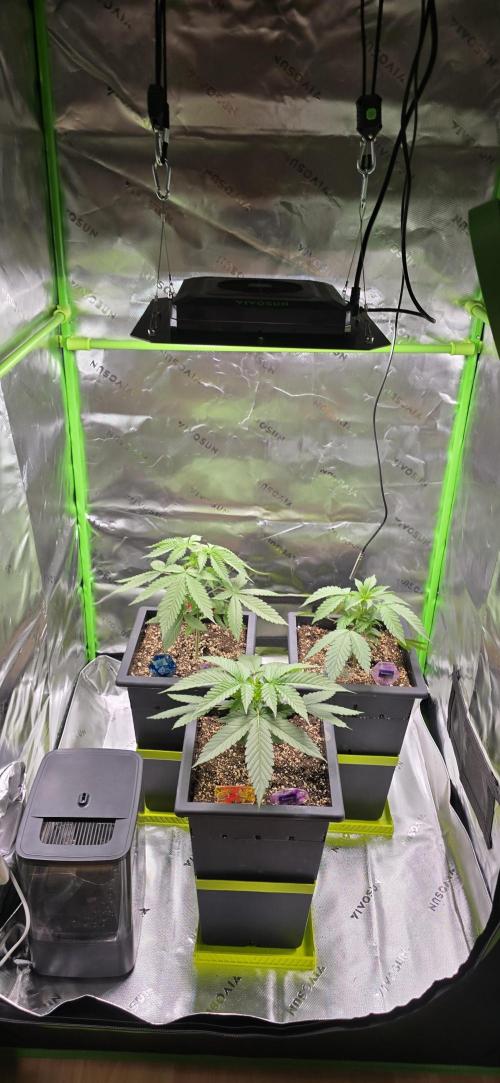 TropicanaCookies, LemonMuffin, TrueMints. Week 3