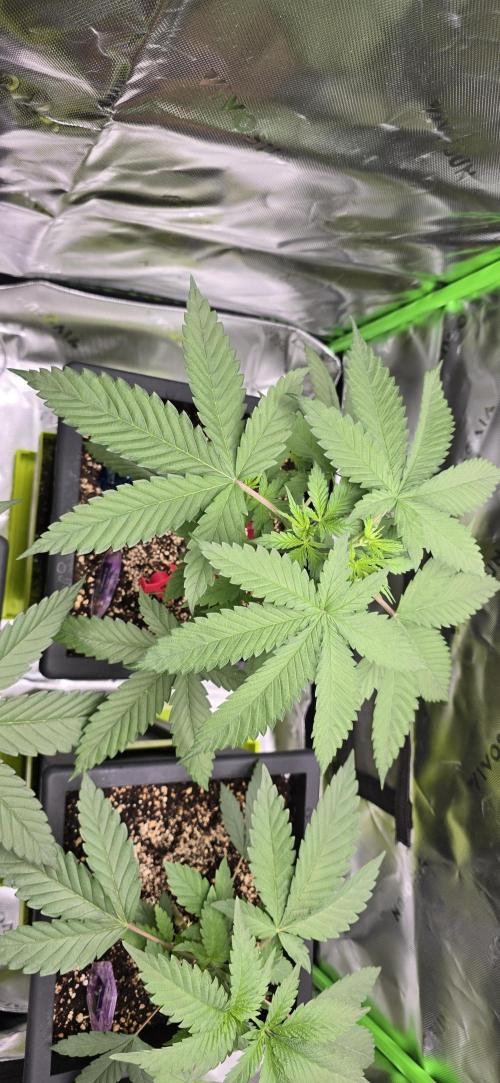 TropicanaCookies, LemonMuffin, TrueMints. Week 4