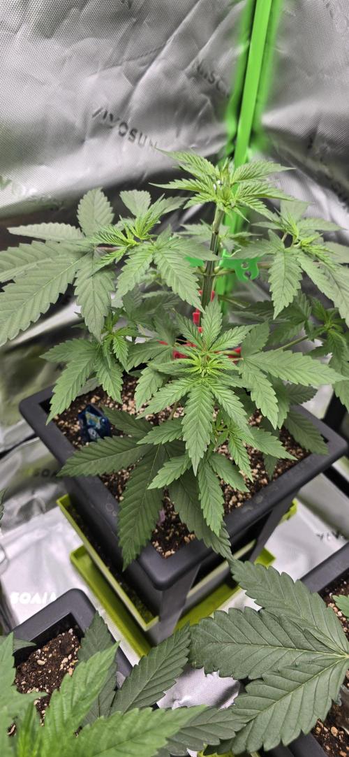 TropicanaCookies, LemonMuffin, TrueMints. Week 4