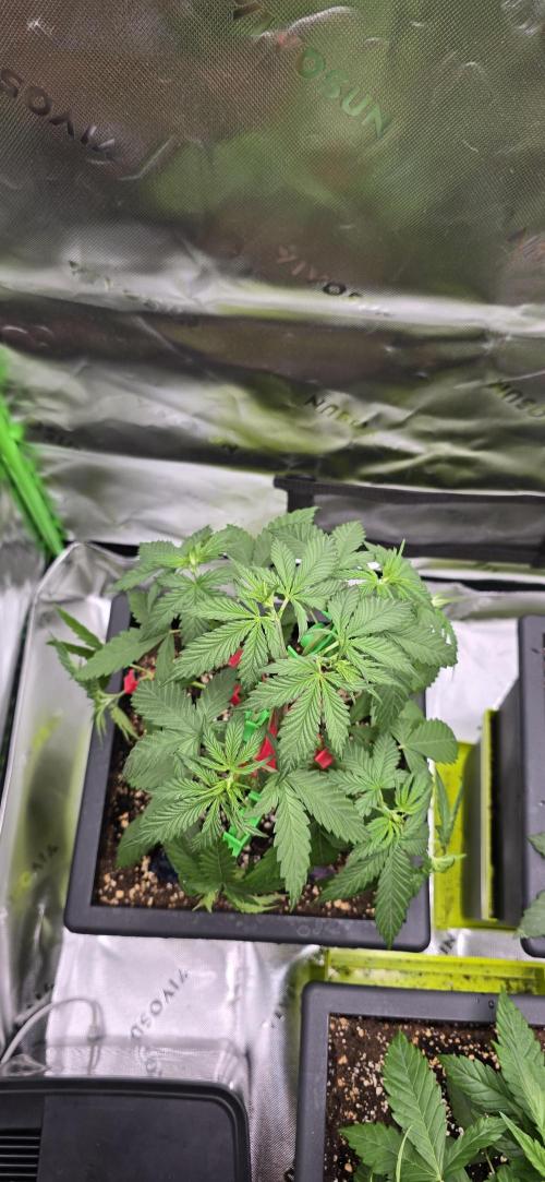 TropicanaCookies, LemonMuffin, TrueMints. Week 4