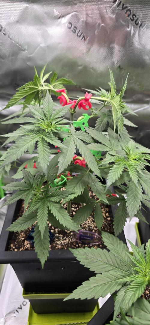 TropicanaCookies, LemonMuffin, TrueMints. Week 4