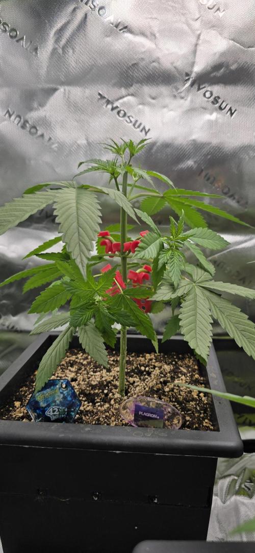 TropicanaCookies, LemonMuffin, TrueMints. Week 4