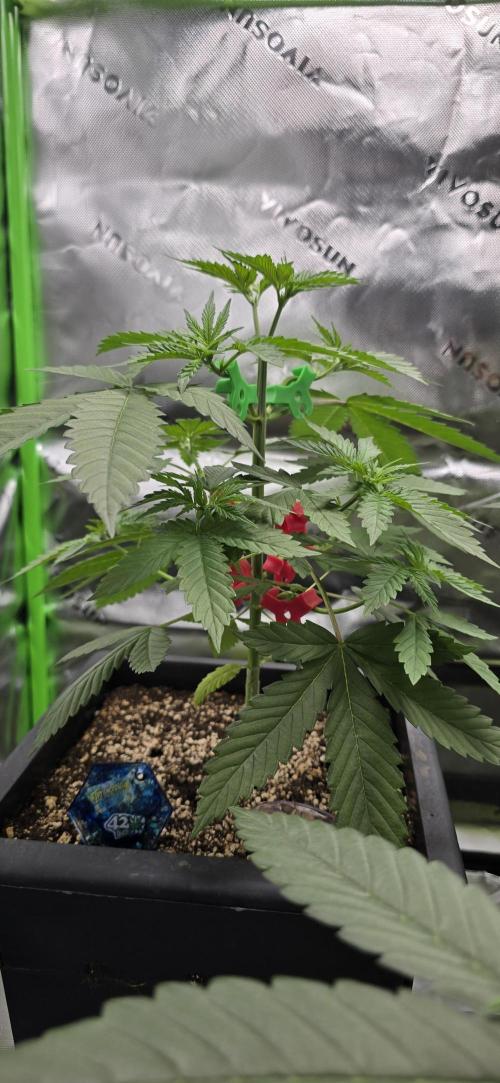 TropicanaCookies, LemonMuffin, TrueMints. Week 4
