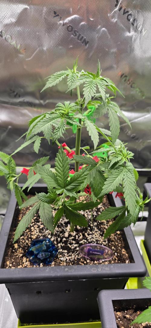 TropicanaCookies, LemonMuffin, TrueMints. Week 4