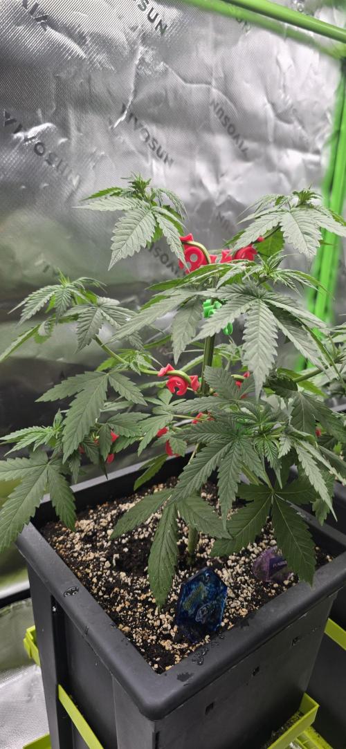 TropicanaCookies, LemonMuffin, TrueMints. Week 4