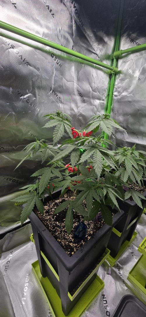 TropicanaCookies, LemonMuffin, TrueMints. Week 4