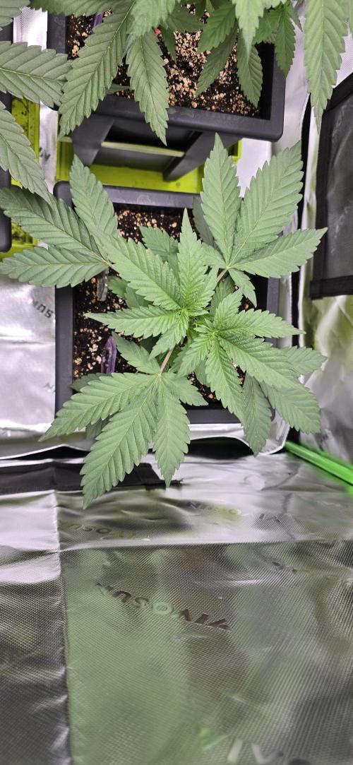 TropicanaCookies, LemonMuffin, TrueMints. Week 4