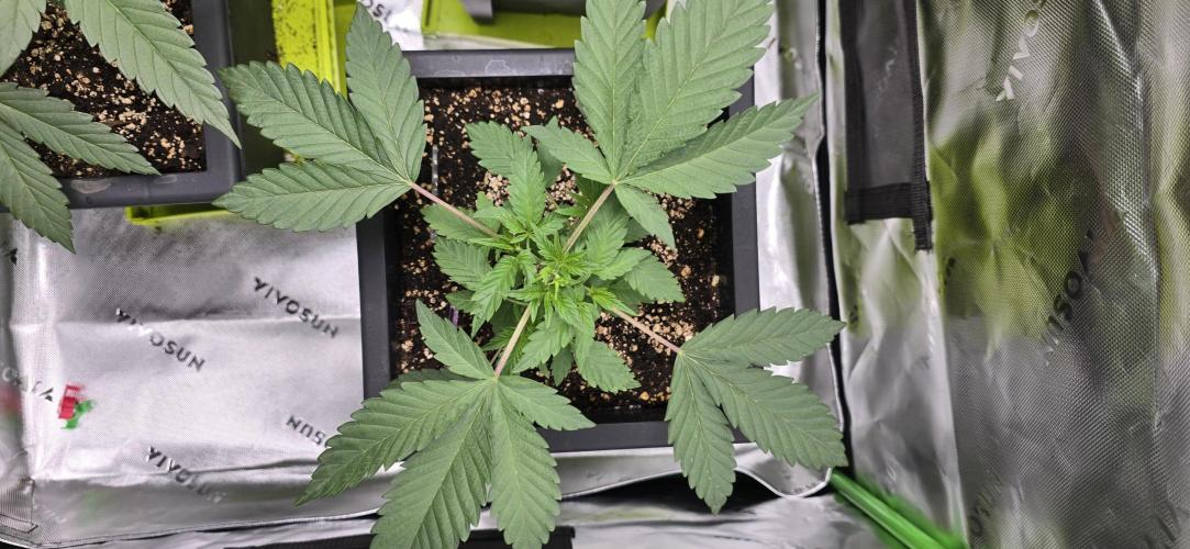 TropicanaCookies, LemonMuffin, TrueMints. Week 4