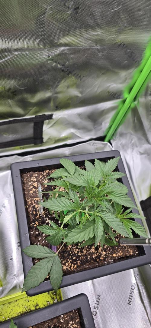TropicanaCookies, LemonMuffin, TrueMints. Week 4
