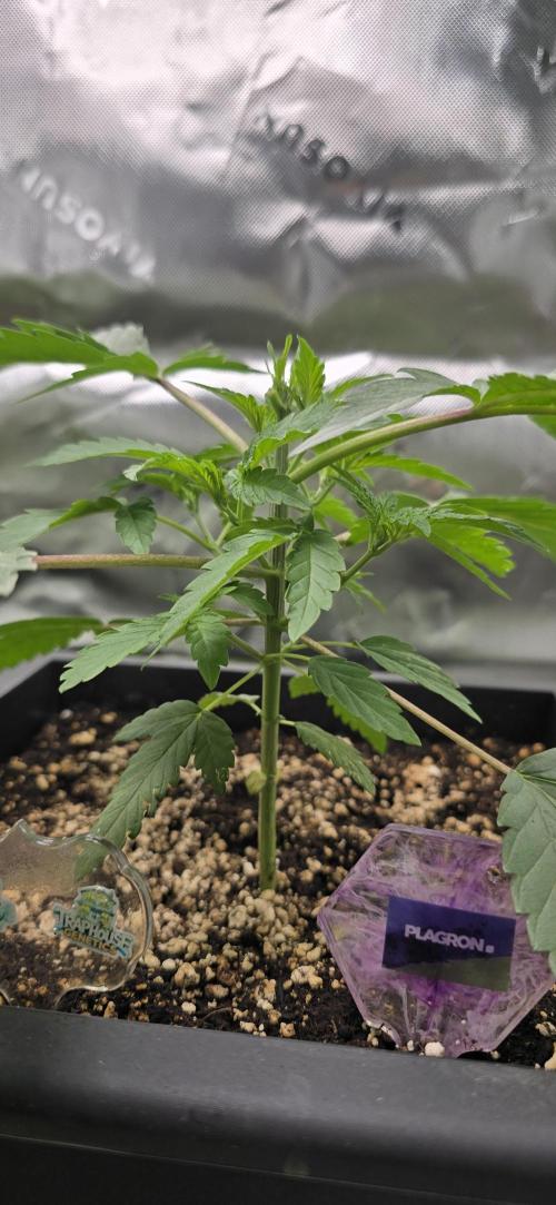 TropicanaCookies, LemonMuffin, TrueMints. Week 4