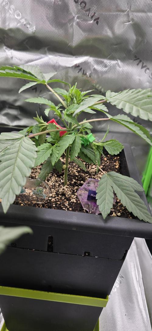 TropicanaCookies, LemonMuffin, TrueMints. Week 4