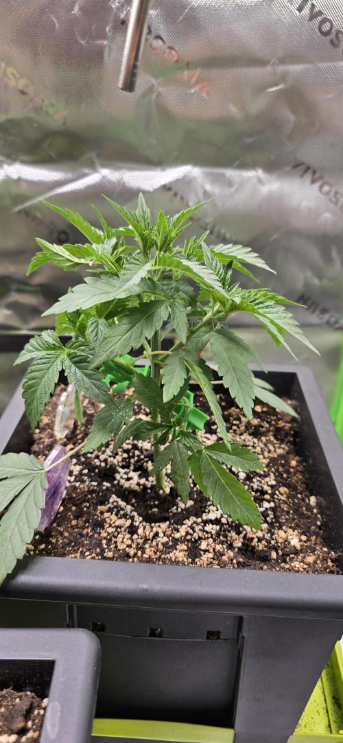 TropicanaCookies, LemonMuffin, TrueMints. Week 4