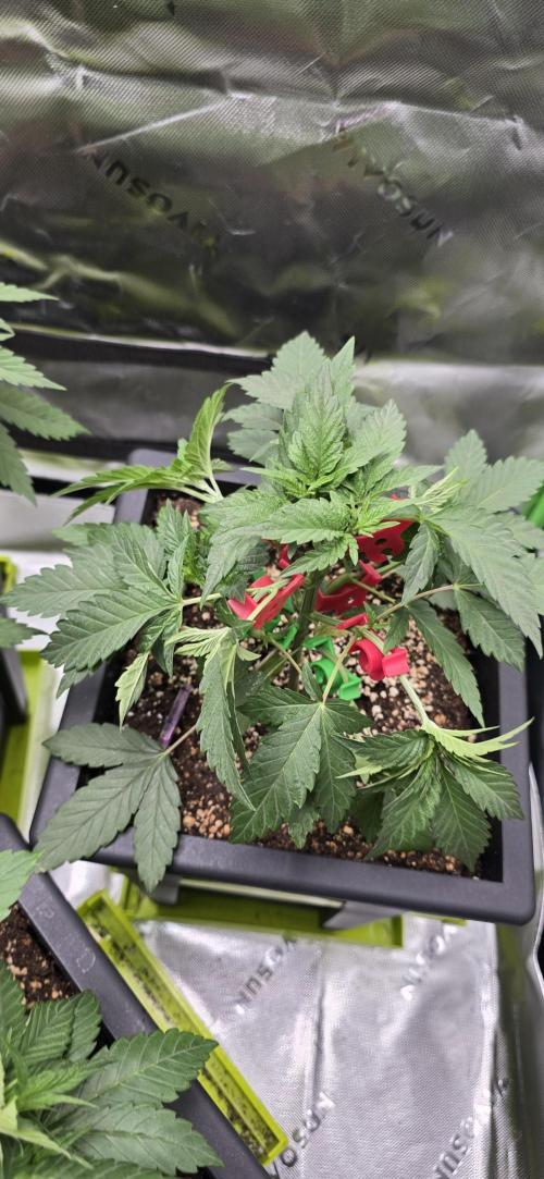 TropicanaCookies, LemonMuffin, TrueMints. Week 4