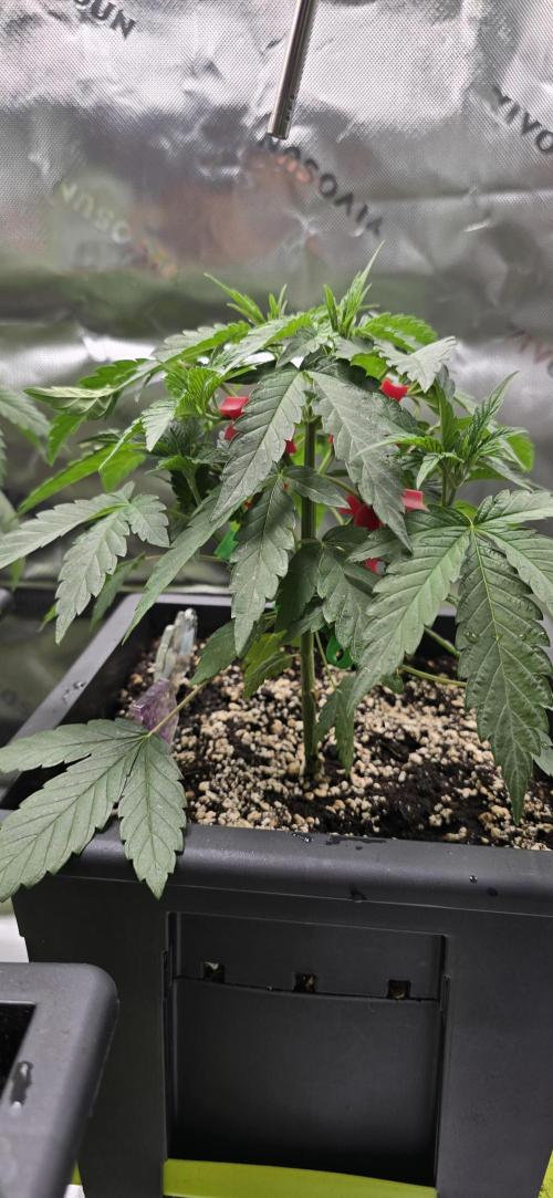 TropicanaCookies, LemonMuffin, TrueMints. Week 4
