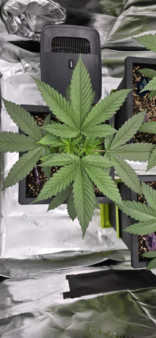 TropicanaCookies, LemonMuffin, TrueMints. Week 4