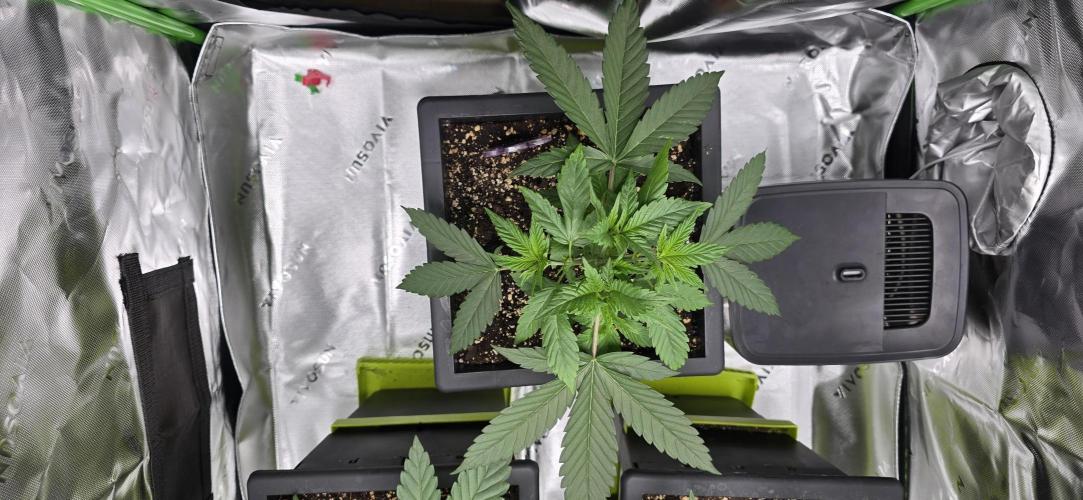 TropicanaCookies, LemonMuffin, TrueMints. Week 4