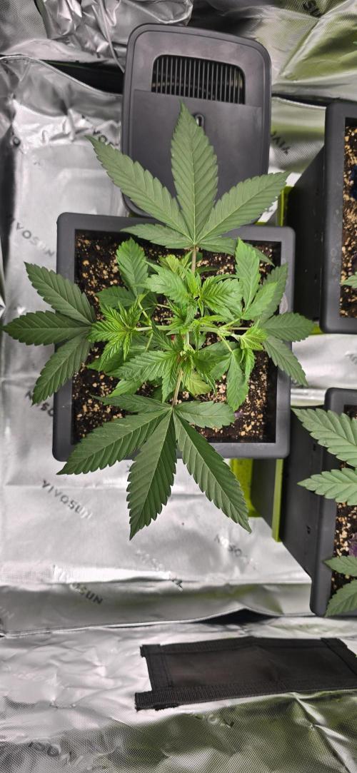 TropicanaCookies, LemonMuffin, TrueMints. Week 4