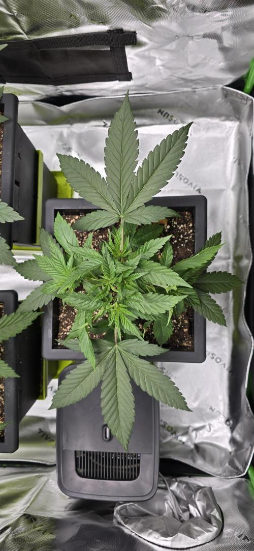 TropicanaCookies, LemonMuffin, TrueMints. Week 4