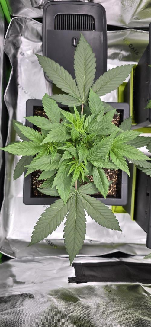 TropicanaCookies, LemonMuffin, TrueMints. Week 4