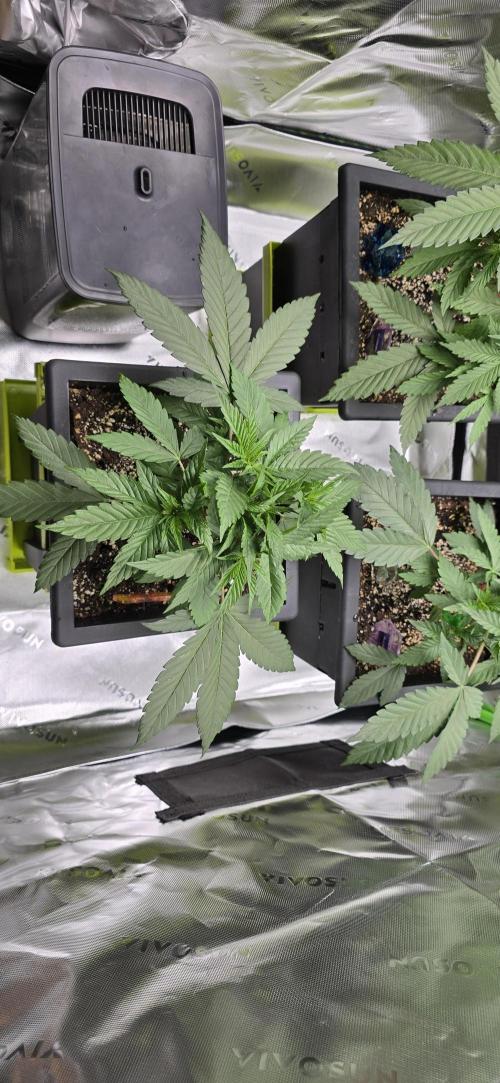 TropicanaCookies, LemonMuffin, TrueMints. Week 4