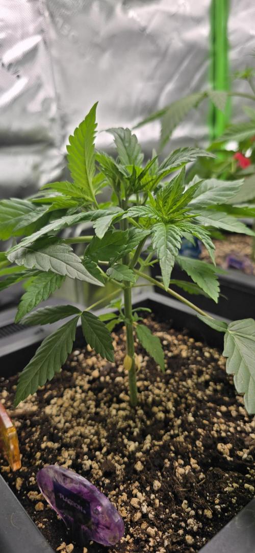 TropicanaCookies, LemonMuffin, TrueMints. Week 4