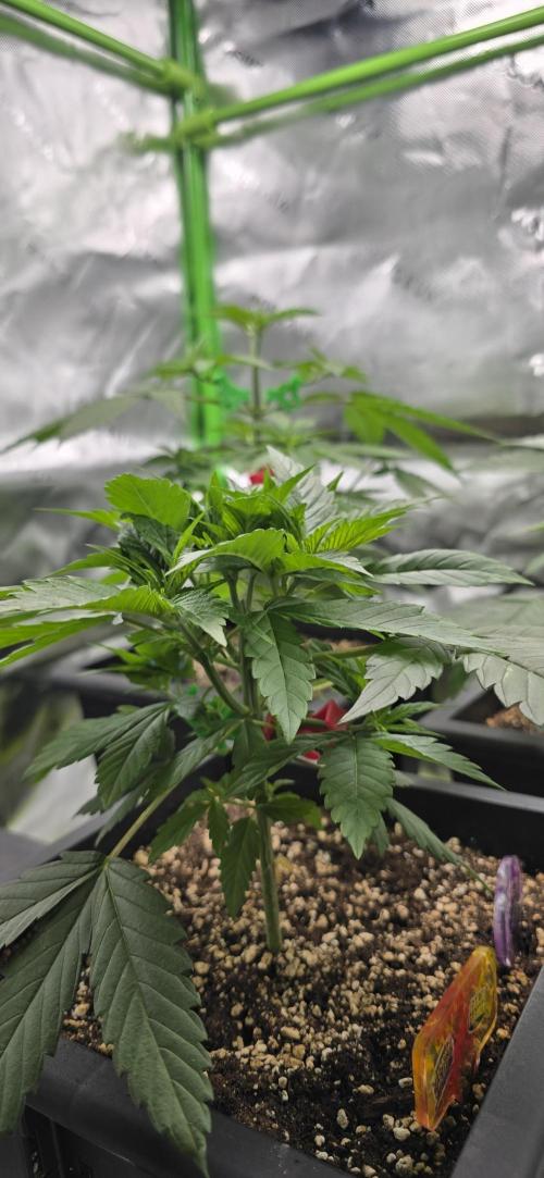 TropicanaCookies, LemonMuffin, TrueMints. Week 4