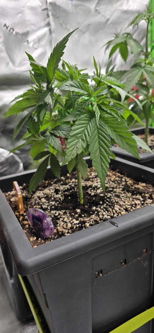 TropicanaCookies, LemonMuffin, TrueMints. Week 4