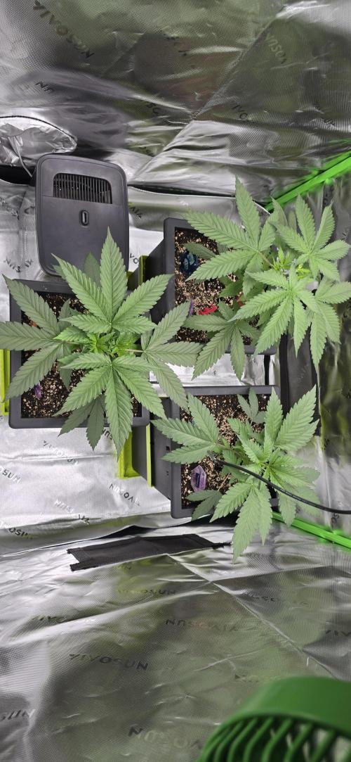 TropicanaCookies, LemonMuffin, TrueMints. Week 4