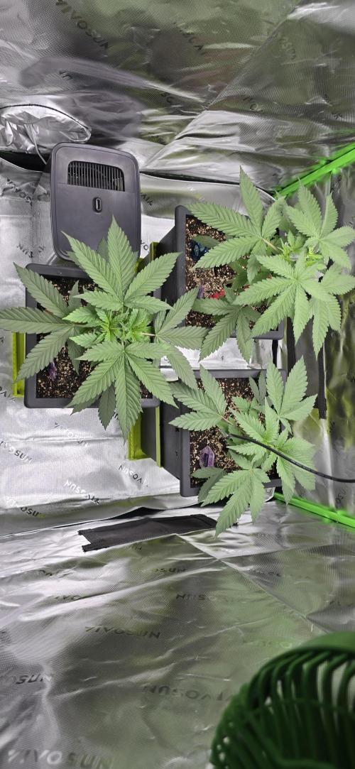 TropicanaCookies, LemonMuffin, TrueMints. Week 4