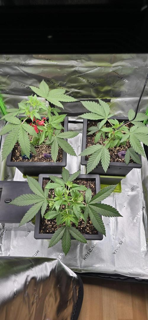 TropicanaCookies, LemonMuffin, TrueMints. Week 4
