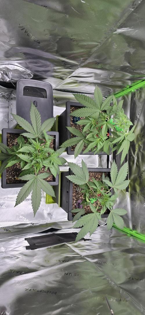 TropicanaCookies, LemonMuffin, TrueMints. Week 4