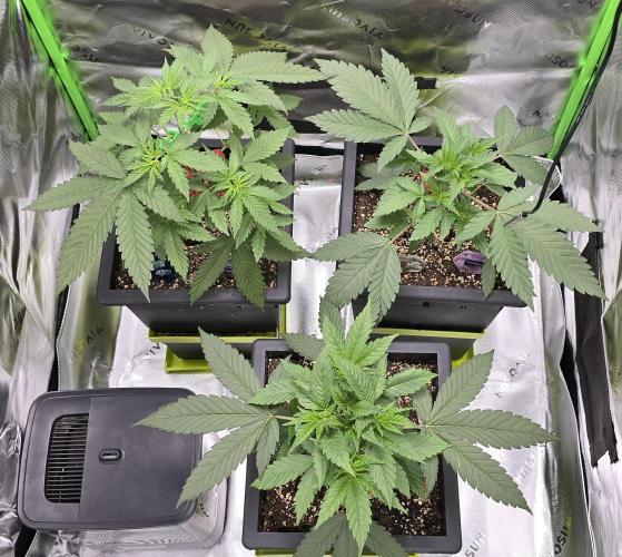 TropicanaCookies, LemonMuffin, TrueMints. Week 4