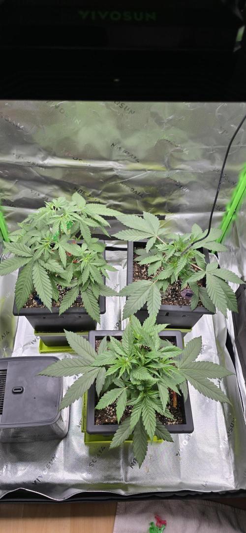 TropicanaCookies, LemonMuffin, TrueMints. Week 4