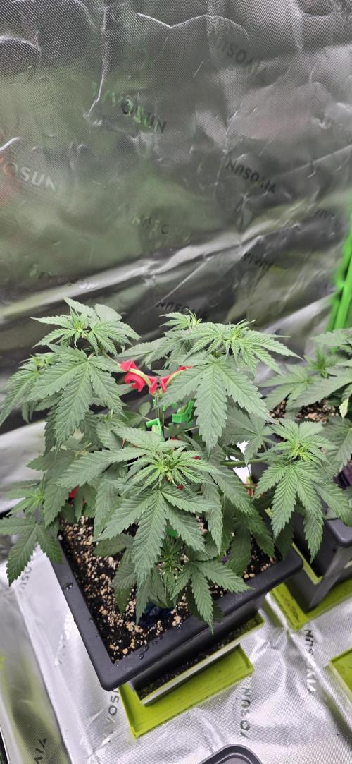 TropicanaCookies, LemonMuffin, TrueMints. Week 5