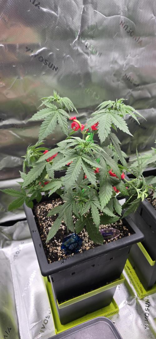 TropicanaCookies, LemonMuffin, TrueMints. Week 5