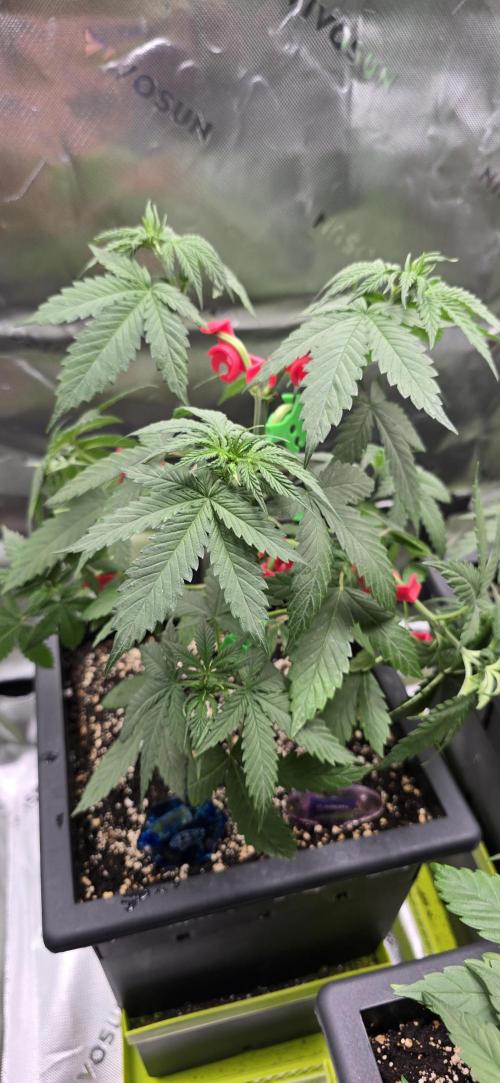 TropicanaCookies, LemonMuffin, TrueMints. Week 5