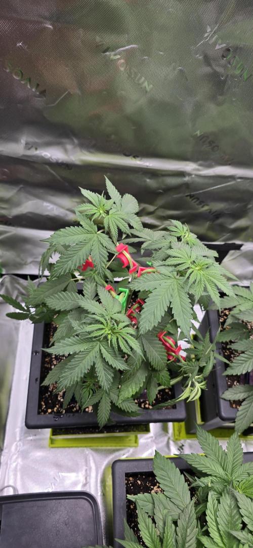 TropicanaCookies, LemonMuffin, TrueMints. Week 5