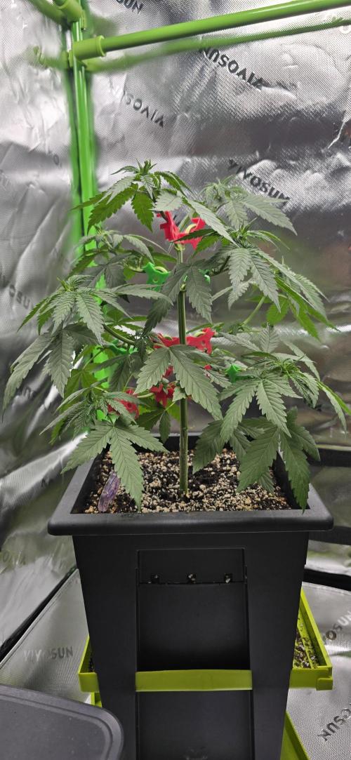 TropicanaCookies, LemonMuffin, TrueMints. Week 5