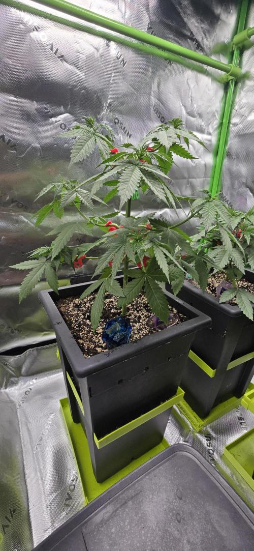 TropicanaCookies, LemonMuffin, TrueMints. Week 5