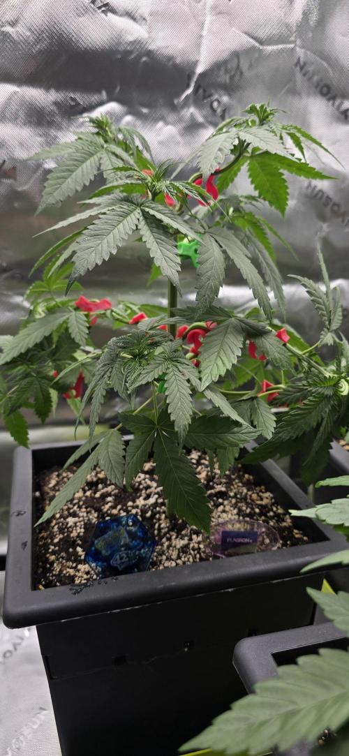TropicanaCookies, LemonMuffin, TrueMints. Week 5