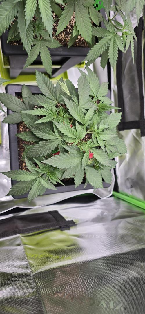 TropicanaCookies, LemonMuffin, TrueMints. Week 5